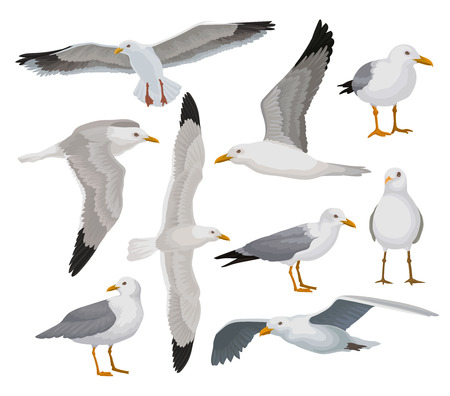 Detail Sea Gull Clipart Nomer 32