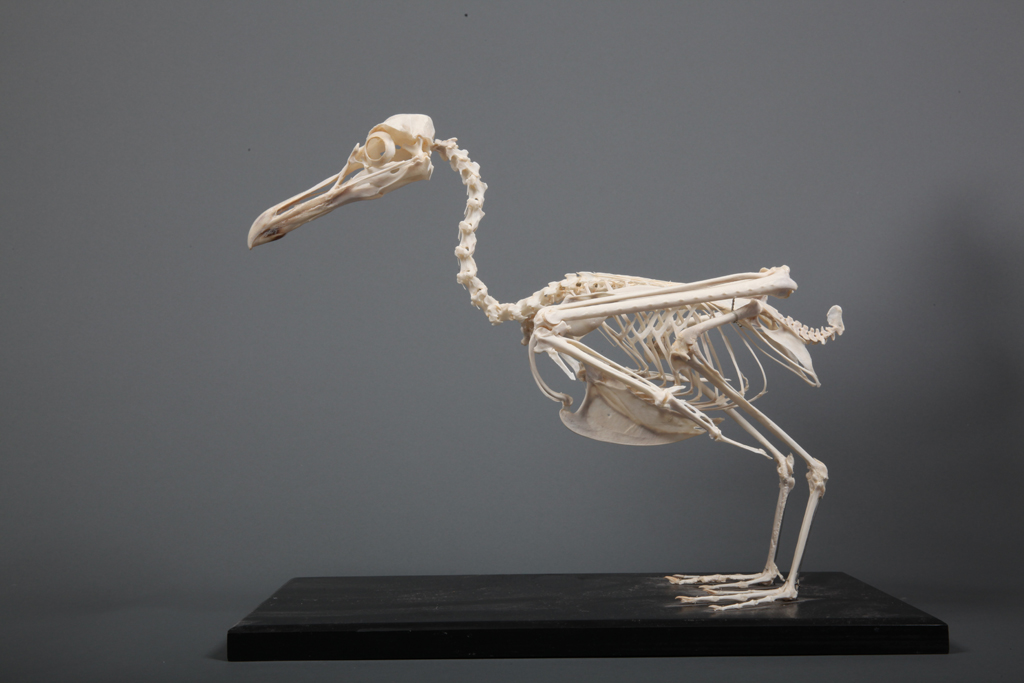 Detail Sea Gull Skeleton Nomer 7