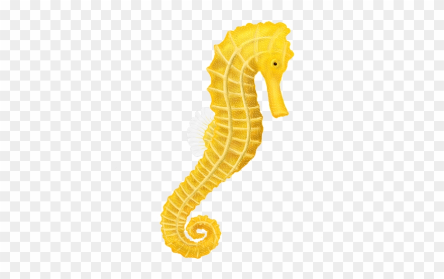 Detail Sea Horse Clipart Nomer 41