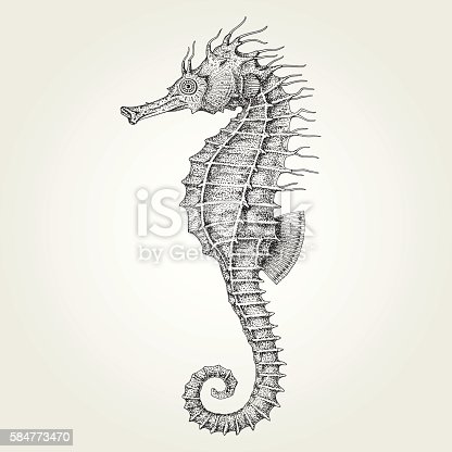 Detail Sea Horse Image Nomer 18