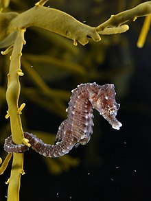 Detail Sea Horse Pic Nomer 22