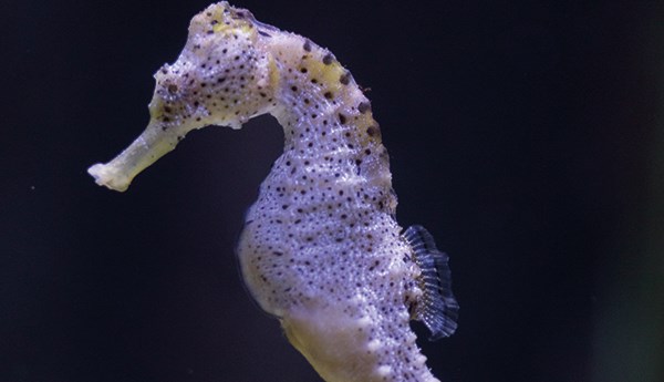 Detail Sea Horse Pic Nomer 48