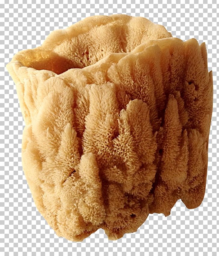 Detail Sea Sponge Clipart Nomer 27