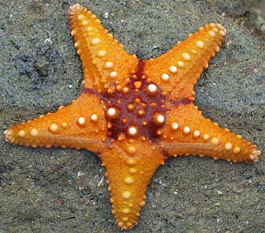 Detail Sea Starfish Pictures Nomer 20