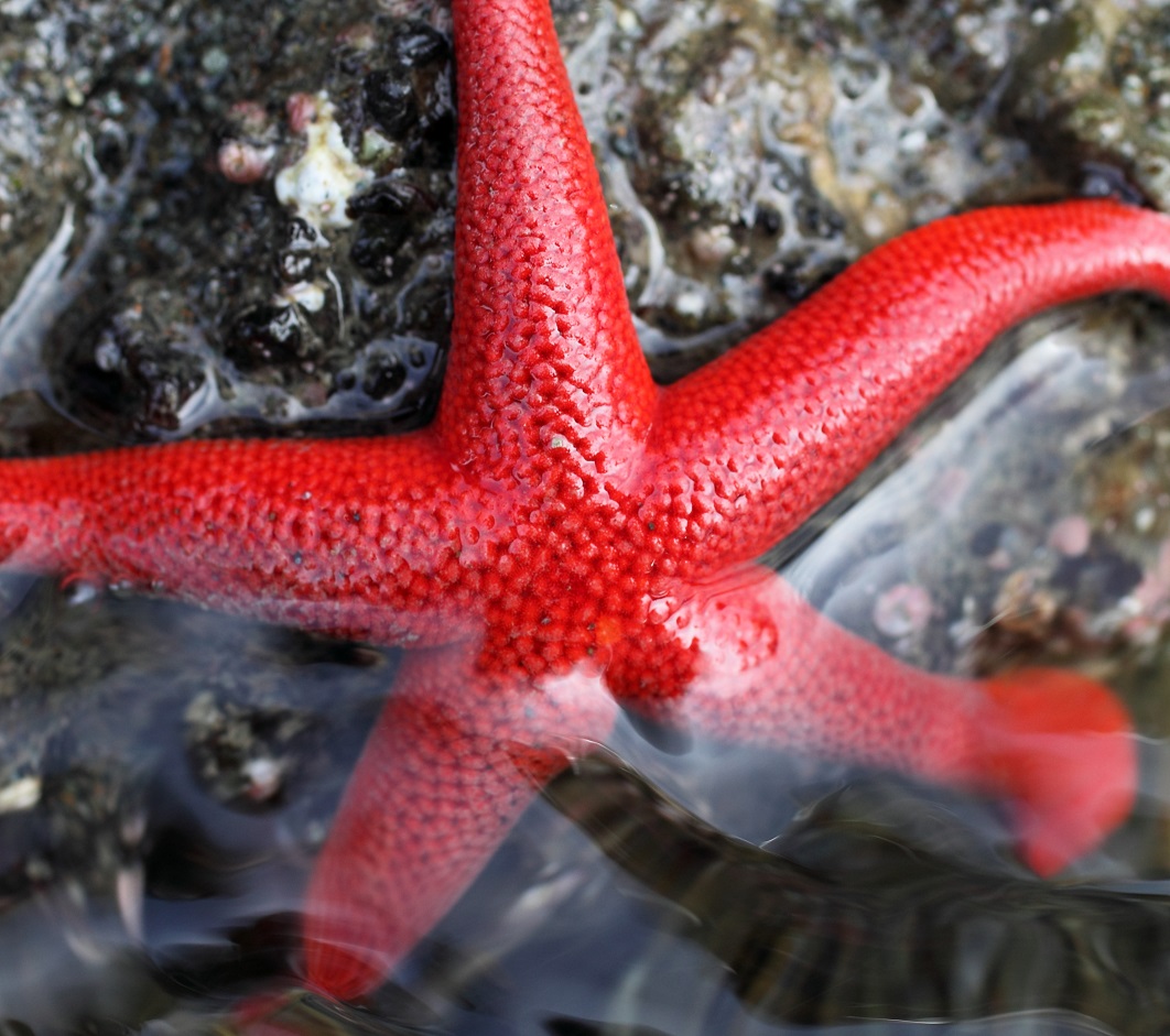 Detail Sea Starfish Pictures Nomer 51