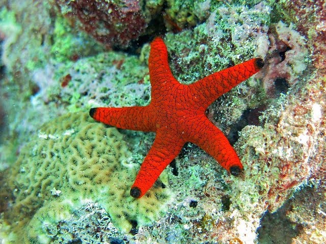 Detail Sea Starfish Pictures Nomer 6