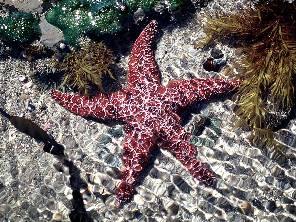 Detail Sea Starfish Pictures Nomer 9