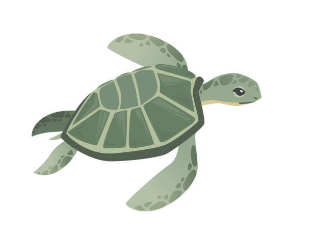 Detail Sea Turtle Clipart Free Nomer 15