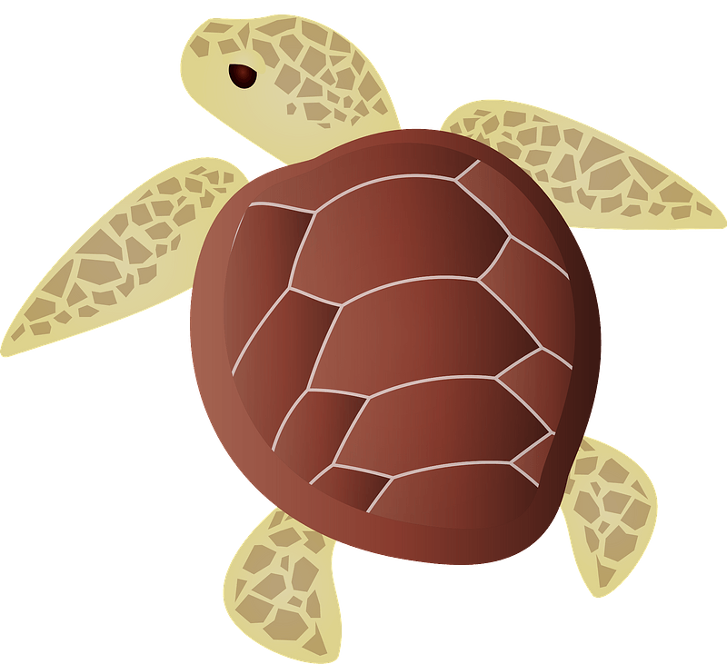 Detail Sea Turtle Clipart Free Nomer 43