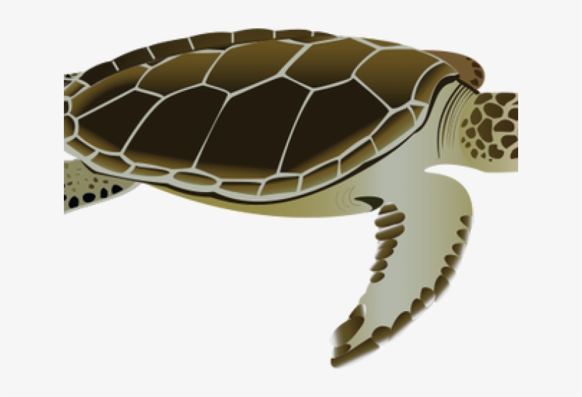Detail Sea Turtle Clipart Png Nomer 32
