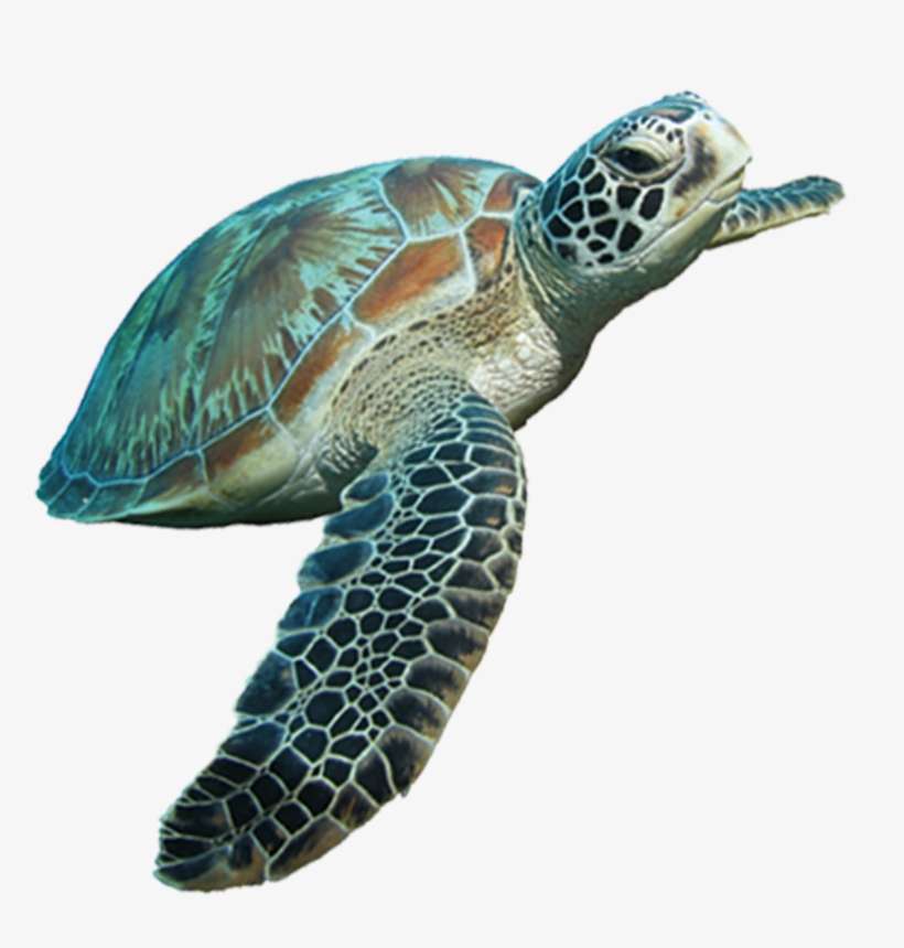 Detail Sea Turtle Clipart Png Nomer 33