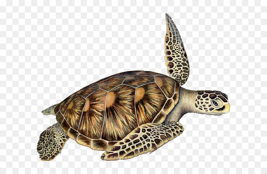 Detail Sea Turtle Clipart Png Nomer 36