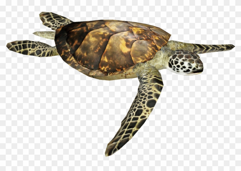 Detail Sea Turtle Clipart Png Nomer 54