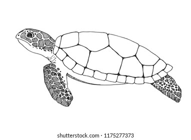 Detail Sea Turtle Clipart Silhouette Nomer 50