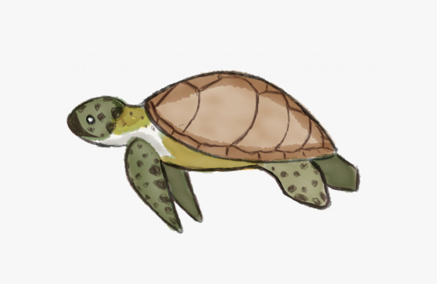 Detail Sea Turtle Clipart Transparent Nomer 30