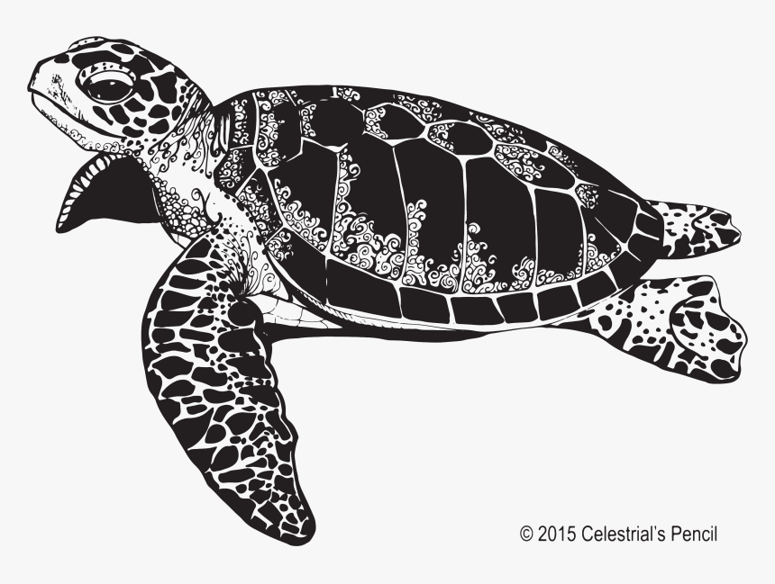 Detail Sea Turtle Clipart Transparent Nomer 39