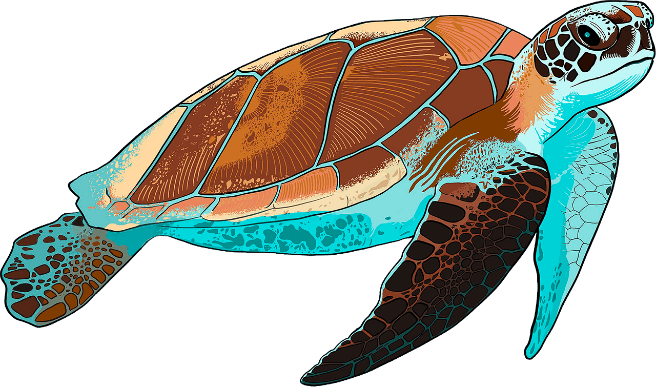 Detail Sea Turtle Clipart Transparent Nomer 41