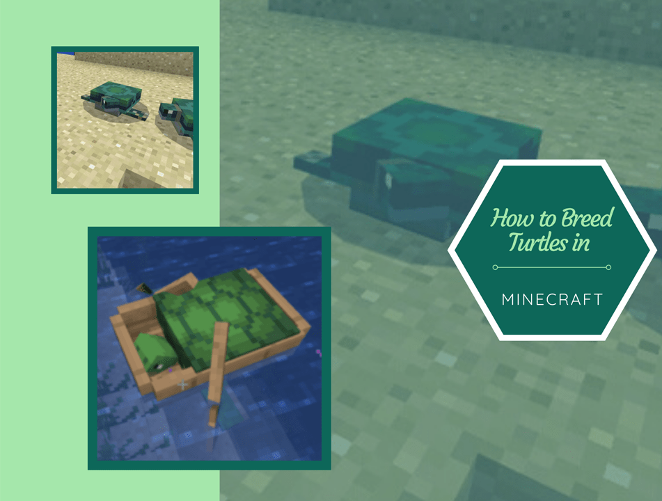 Detail Sea Turtle Egg Minecraft Nomer 29