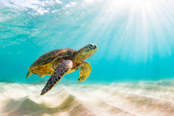 Sea Turtle Images Free - KibrisPDR