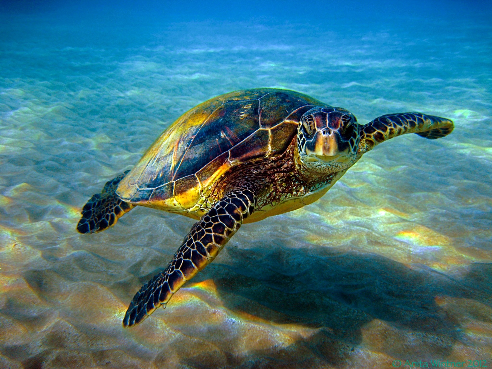 Detail Sea Turtle Images Free Nomer 19