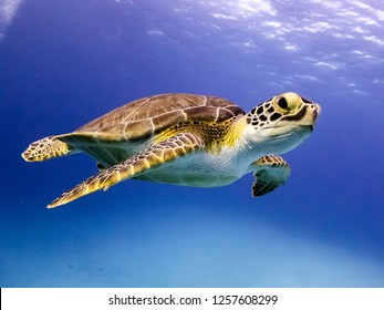 Detail Sea Turtle Images Free Nomer 25