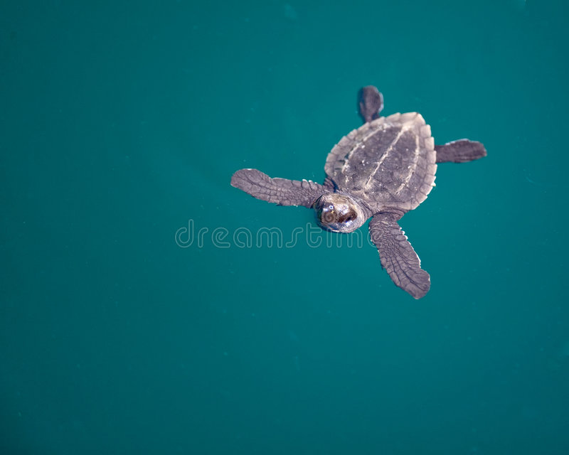 Detail Sea Turtle Images Free Nomer 41