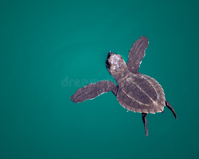 Detail Sea Turtle Images Free Nomer 44