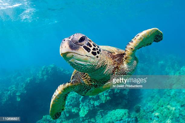 Detail Sea Turtle Images Free Nomer 9