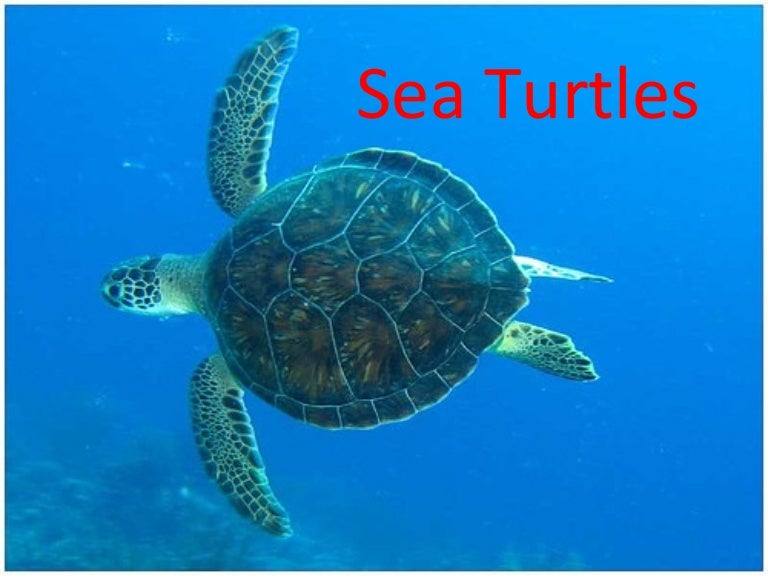 Detail Sea Turtle Powerpoint Nomer 11