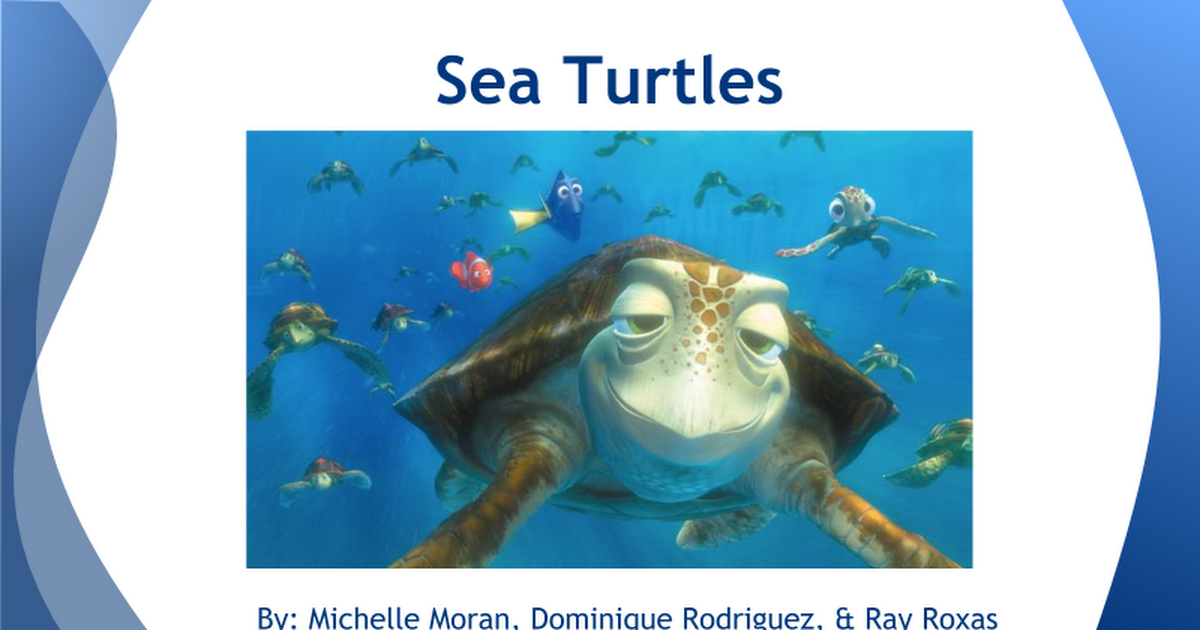 Detail Sea Turtle Powerpoint Nomer 12