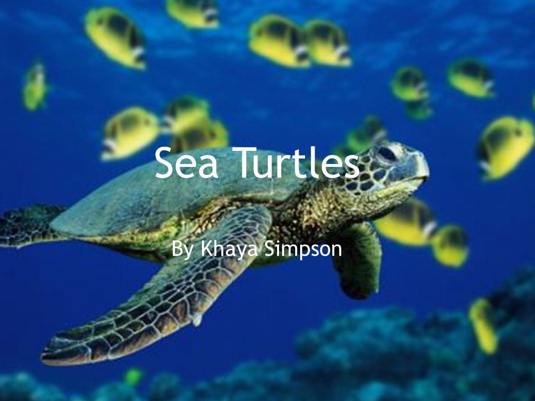 Detail Sea Turtle Powerpoint Nomer 13