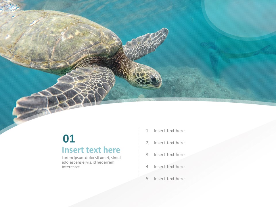 Detail Sea Turtle Powerpoint Nomer 15