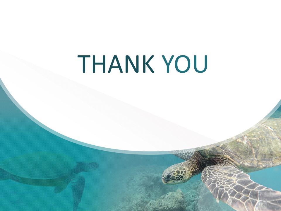 Detail Sea Turtle Powerpoint Nomer 18