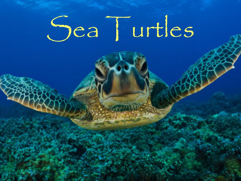 Detail Sea Turtle Powerpoint Nomer 3