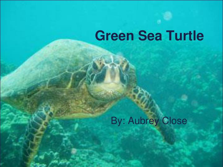 Detail Sea Turtle Powerpoint Nomer 23