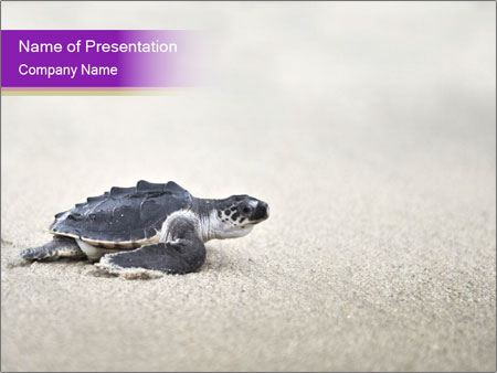 Detail Sea Turtle Powerpoint Nomer 24