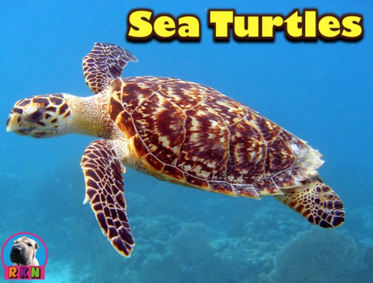 Detail Sea Turtle Powerpoint Nomer 29