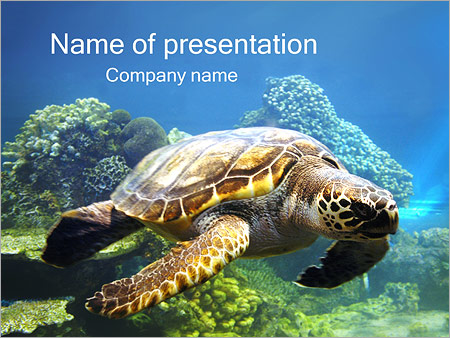 Detail Sea Turtle Powerpoint Nomer 30