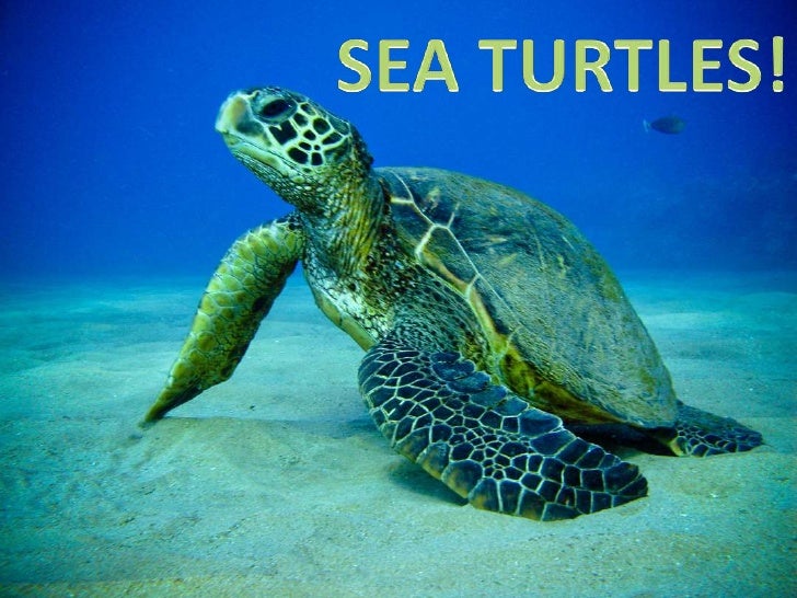 Detail Sea Turtle Powerpoint Nomer 4