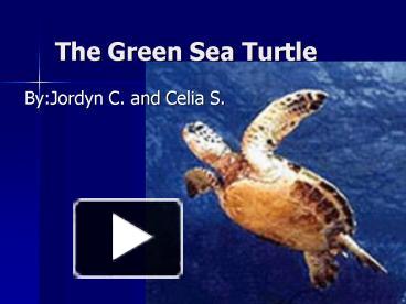 Detail Sea Turtle Powerpoint Nomer 31