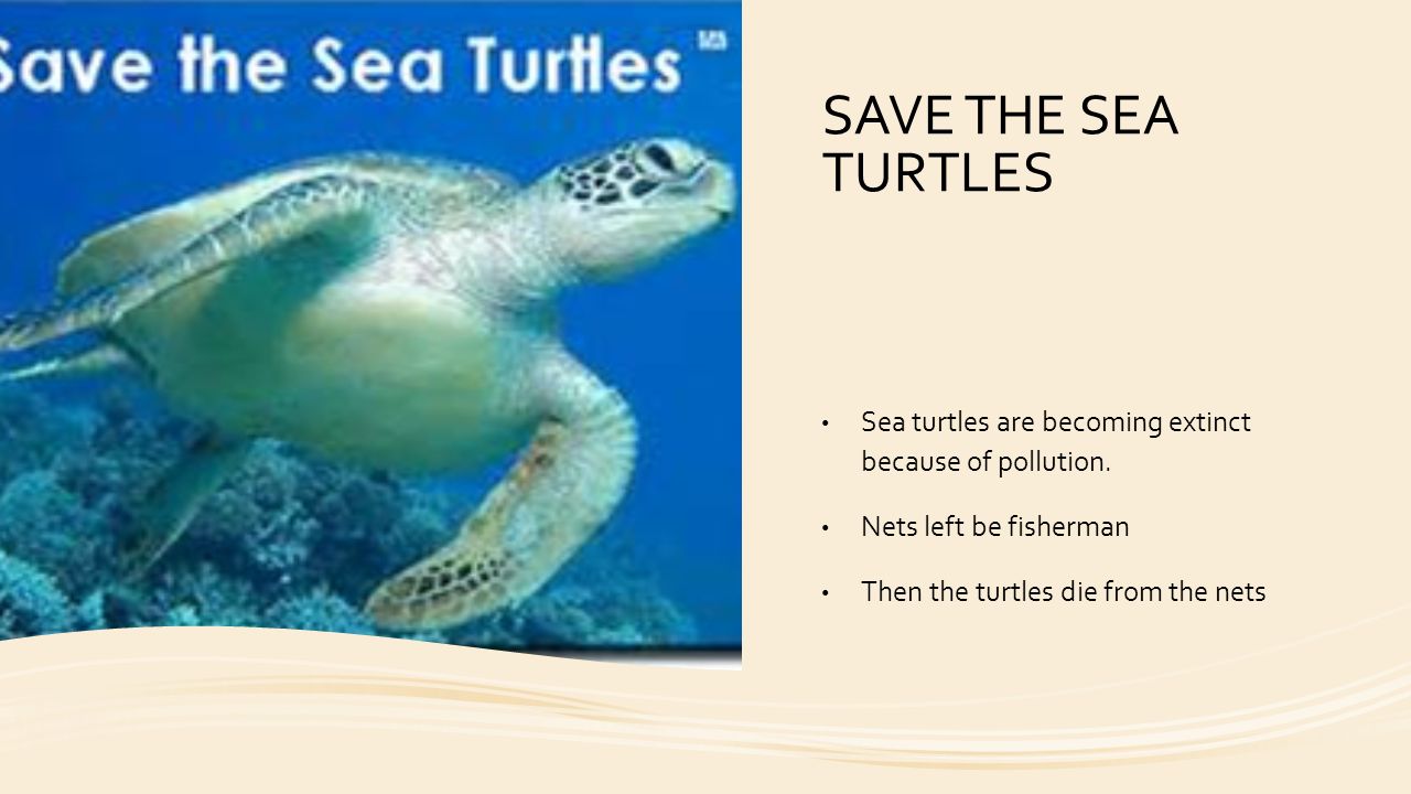 Detail Sea Turtle Powerpoint Nomer 32