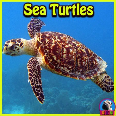 Detail Sea Turtle Powerpoint Nomer 33