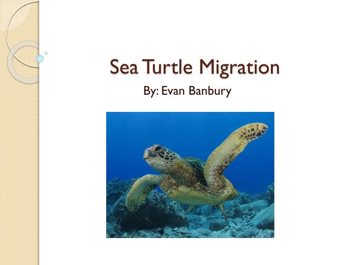 Detail Sea Turtle Powerpoint Nomer 34