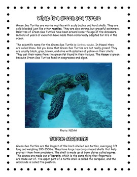 Detail Sea Turtle Powerpoint Nomer 36