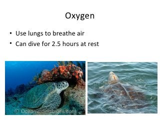 Detail Sea Turtle Powerpoint Nomer 37