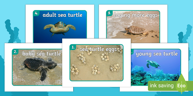 Detail Sea Turtle Powerpoint Nomer 39