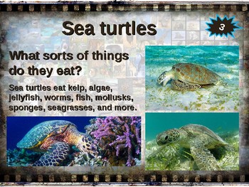 Detail Sea Turtle Powerpoint Nomer 42