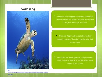 Detail Sea Turtle Powerpoint Nomer 44