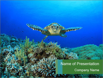 Detail Sea Turtle Powerpoint Nomer 45