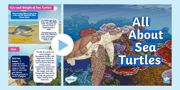 Detail Sea Turtle Powerpoint Nomer 48